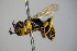  ( - BC ZSM HYM 14379)  @13 [ ] CreativeCommons - Attribution Non-Commercial Share-Alike (2015) Unspecified SNSB, Zoologische Staatssammlung Muenchen