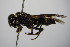  ( - BC ZSM HYM 14398)  @13 [ ] CreativeCommons - Attribution Non-Commercial Share-Alike (2015) Unspecified SNSB, Zoologische Staatssammlung Muenchen