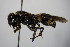  ( - BC ZSM HYM 14399)  @13 [ ] CreativeCommons - Attribution Non-Commercial Share-Alike (2015) Unspecified SNSB, Zoologische Staatssammlung Muenchen