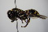  ( - BC ZSM HYM 14400)  @13 [ ] CreativeCommons - Attribution Non-Commercial Share-Alike (2015) Unspecified SNSB, Zoologische Staatssammlung Muenchen