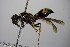  ( - BC ZSM HYM 14401)  @13 [ ] CreativeCommons - Attribution Non-Commercial Share-Alike (2015) Unspecified SNSB, Zoologische Staatssammlung Muenchen