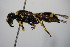  ( - BC ZSM HYM 14403)  @13 [ ] CreativeCommons - Attribution Non-Commercial Share-Alike (2015) Unspecified SNSB, Zoologische Staatssammlung Muenchen