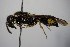  ( - BC ZSM HYM 14404)  @13 [ ] CreativeCommons - Attribution Non-Commercial Share-Alike (2015) Unspecified SNSB, Zoologische Staatssammlung Muenchen