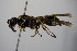  ( - BC ZSM HYM 14405)  @14 [ ] CreativeCommons - Attribution Non-Commercial Share-Alike (2015) Unspecified SNSB, Zoologische Staatssammlung Muenchen