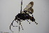  ( - BC ZSM HYM 14414)  @13 [ ] CreativeCommons - Attribution Non-Commercial Share-Alike (2015) Unspecified SNSB, Zoologische Staatssammlung Muenchen