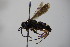  ( - BC ZSM HYM 14417)  @13 [ ] CreativeCommons - Attribution Non-Commercial Share-Alike (2015) Unspecified SNSB, Zoologische Staatssammlung Muenchen