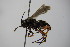  ( - BC ZSM HYM 14418)  @13 [ ] CreativeCommons - Attribution Non-Commercial Share-Alike (2015) Unspecified SNSB, Zoologische Staatssammlung Muenchen