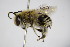  ( - BC ZSM HYM 14463)  @13 [ ] CreativeCommons - Attribution Non-Commercial Share-Alike (2015) Unspecified SNSB, Zoologische Staatssammlung Muenchen