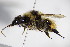  ( - BC ZSM HYM 14492)  @13 [ ] CreativeCommons - Attribution Non-Commercial Share-Alike (2015) Unspecified SNSB, Zoologische Staatssammlung Muenchen