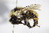  ( - BC ZSM HYM 14494)  @13 [ ] CreativeCommons - Attribution Non-Commercial Share-Alike (2015) Unspecified SNSB, Zoologische Staatssammlung Muenchen