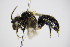  ( - BC ZSM HYM 14511)  @13 [ ] CreativeCommons - Attribution Non-Commercial Share-Alike (2015) Unspecified SNSB, Zoologische Staatssammlung Muenchen