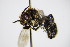  ( - BC ZSM HYM 14512)  @13 [ ] CreativeCommons - Attribution Non-Commercial Share-Alike (2015) Unspecified SNSB, Zoologische Staatssammlung Muenchen