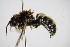  ( - BC ZSM HYM 14513)  @13 [ ] CreativeCommons - Attribution Non-Commercial Share-Alike (2015) Unspecified SNSB, Zoologische Staatssammlung Muenchen