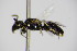  ( - BC ZSM HYM 14514)  @12 [ ] CreativeCommons - Attribution Non-Commercial Share-Alike (2015) Unspecified SNSB, Zoologische Staatssammlung Muenchen