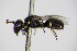  ( - BC ZSM HYM 14515)  @13 [ ] CreativeCommons - Attribution Non-Commercial Share-Alike (2015) Unspecified SNSB, Zoologische Staatssammlung Muenchen