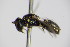  ( - BC ZSM HYM 14516)  @12 [ ] CreativeCommons - Attribution Non-Commercial Share-Alike (2015) Unspecified SNSB, Zoologische Staatssammlung Muenchen