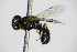  ( - BC ZSM HYM 14517)  @14 [ ] CreativeCommons - Attribution Non-Commercial Share-Alike (2015) Unspecified SNSB, Zoologische Staatssammlung Muenchen