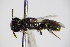  ( - BC ZSM HYM 14518)  @12 [ ] CreativeCommons - Attribution Non-Commercial Share-Alike (2015) Unspecified SNSB, Zoologische Staatssammlung Muenchen