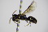  ( - BC ZSM HYM 14520)  @13 [ ] CreativeCommons - Attribution Non-Commercial Share-Alike (2015) Unspecified SNSB, Zoologische Staatssammlung Muenchen