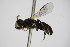  ( - BC ZSM HYM 14521)  @13 [ ] CreativeCommons - Attribution Non-Commercial Share-Alike (2015) Unspecified SNSB, Zoologische Staatssammlung Muenchen