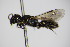  (Hylaeus gredleri - BC ZSM HYM 14523)  @14 [ ] CreativeCommons - Attribution Non-Commercial Share-Alike (2015) Unspecified SNSB, Zoologische Staatssammlung Muenchen