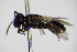  ( - BC ZSM HYM 14524)  @13 [ ] CreativeCommons - Attribution Non-Commercial Share-Alike (2015) Unspecified SNSB, Zoologische Staatssammlung Muenchen
