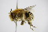  ( - BC ZSM HYM 14525)  @14 [ ] CreativeCommons - Attribution Non-Commercial Share-Alike (2015) Unspecified SNSB, Zoologische Staatssammlung Muenchen