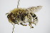  ( - BC ZSM HYM 14526)  @14 [ ] CreativeCommons - Attribution Non-Commercial Share-Alike (2015) Unspecified SNSB, Zoologische Staatssammlung Muenchen