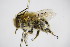  ( - BC ZSM HYM 14527)  @14 [ ] CreativeCommons - Attribution Non-Commercial Share-Alike (2015) Unspecified SNSB, Zoologische Staatssammlung Muenchen