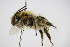  ( - BC ZSM HYM 14528)  @13 [ ] CreativeCommons - Attribution Non-Commercial Share-Alike (2015) Unspecified SNSB, Zoologische Staatssammlung Muenchen