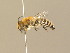  ( - BC ZSM HYM 14555)  @14 [ ] CreativeCommons - Attribution Non-Commercial Share-Alike (2015) Unspecified SNSB, Zoologische Staatssammlung Muenchen