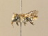  (Megachile pilidens - BC ZSM HYM 14560)  @15 [ ] CreativeCommons - Attribution Non-Commercial Share-Alike (2015) Unspecified SNSB, Zoologische Staatssammlung Muenchen