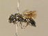  (Osmia adunca - BC ZSM HYM 14569)  @11 [ ] CreativeCommons - Attribution Non-Commercial Share-Alike (2015) Unspecified SNSB, Zoologische Staatssammlung Muenchen