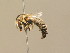  ( - BC ZSM HYM 14624)  @11 [ ] CreativeCommons - Attribution Non-Commercial Share-Alike (2015) Unspecified SNSB, Zoologische Staatssammlung Muenchen
