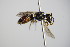  ( - BC ZSM HYM 14631)  @13 [ ] CreativeCommons - Attribution Non-Commercial Share-Alike (2015) Unspecified SNSB, Zoologische Staatssammlung Muenchen