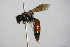  ( - BC ZSM HYM 14639)  @12 [ ] CreativeCommons - Attribution Non-Commercial Share-Alike (2015) Unspecified SNSB, Zoologische Staatssammlung Muenchen