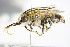  ( - BC ZSM HYM 14673)  @11 [ ] CreativeCommons - Attribution Non-Commercial Share-Alike (2015) Unspecified SNSB, Zoologische Staatssammlung Muenchen