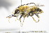  ( - BC ZSM HYM 14674)  @11 [ ] CreativeCommons - Attribution Non-Commercial Share-Alike (2015) Unspecified SNSB, Zoologische Staatssammlung Muenchen