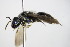  ( - BC ZSM HYM 14691)  @13 [ ] CreativeCommons - Attribution Non-Commercial Share-Alike (2015) Unspecified SNSB, Zoologische Staatssammlung Muenchen
