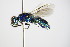  ( - BC ZSM HYM 14695)  @13 [ ] CreativeCommons - Attribution Non-Commercial Share-Alike (2015) Unspecified SNSB, Zoologische Staatssammlung Muenchen