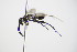  ( - BC ZSM HYM 14705)  @12 [ ] CreativeCommons - Attribution Non-Commercial Share-Alike (2015) Unspecified SNSB, Zoologische Staatssammlung Muenchen