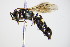  ( - BC ZSM HYM 14715)  @12 [ ] CreativeCommons - Attribution Non-Commercial Share-Alike (2015) Unspecified SNSB, Zoologische Staatssammlung Muenchen