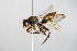  ( - BC ZSM HYM 14724)  @13 [ ] CreativeCommons - Attribution Non-Commercial Share-Alike (2015) Unspecified SNSB, Zoologische Staatssammlung Muenchen