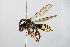  ( - BC ZSM HYM 14725)  @13 [ ] CreativeCommons - Attribution Non-Commercial Share-Alike (2015) Unspecified SNSB, Zoologische Staatssammlung Muenchen