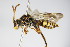  ( - BC ZSM HYM 14726)  @13 [ ] CreativeCommons - Attribution Non-Commercial Share-Alike (2015) Unspecified SNSB, Zoologische Staatssammlung Muenchen