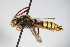  ( - BC ZSM HYM 14727)  @12 [ ] CreativeCommons - Attribution Non-Commercial Share-Alike (2015) Unspecified SNSB, Zoologische Staatssammlung Muenchen