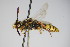  ( - BC ZSM HYM 14728)  @12 [ ] CreativeCommons - Attribution Non-Commercial Share-Alike (2015) Unspecified SNSB, Zoologische Staatssammlung Muenchen