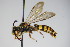  ( - BC ZSM HYM 14729)  @14 [ ] CreativeCommons - Attribution Non-Commercial Share-Alike (2015) Unspecified SNSB, Zoologische Staatssammlung Muenchen