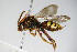  ( - BC ZSM HYM 14736)  @14 [ ] CreativeCommons - Attribution Non-Commercial Share-Alike (2015) Unspecified SNSB, Zoologische Staatssammlung Muenchen