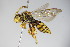  ( - BC ZSM HYM 14737)  @14 [ ] CreativeCommons - Attribution Non-Commercial Share-Alike (2015) Unspecified SNSB, Zoologische Staatssammlung Muenchen